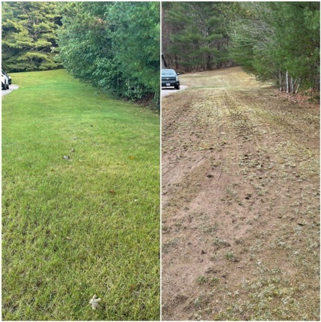 top quality Fescue grass seed in Henrico, VA