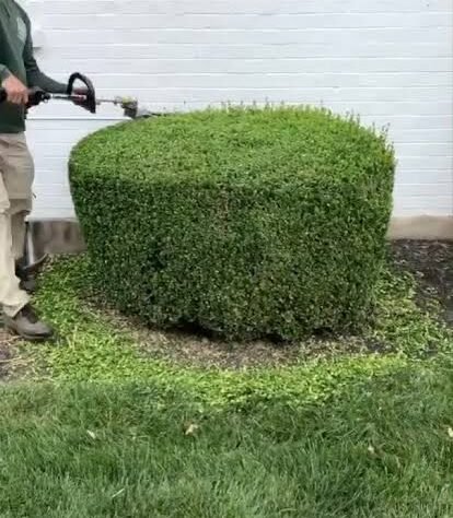 professional shrub trimming services Hanover VA