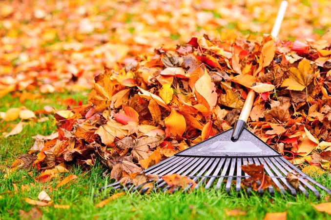 Seasonal Cleanups & Odd Jobs in Henrico, VA